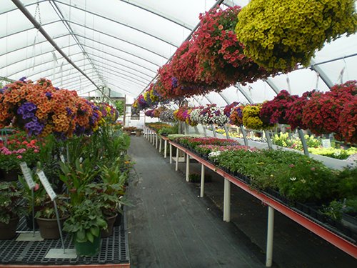 Property photo 5 - Complete Greenhouse Inventory Liquidation, 2 Dates, October 23 & 26 Plus 14 Acres
